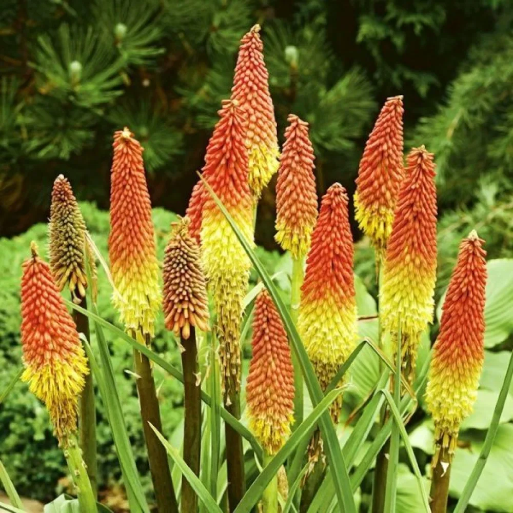 Fackellilja Kniphofia uvaria – mix