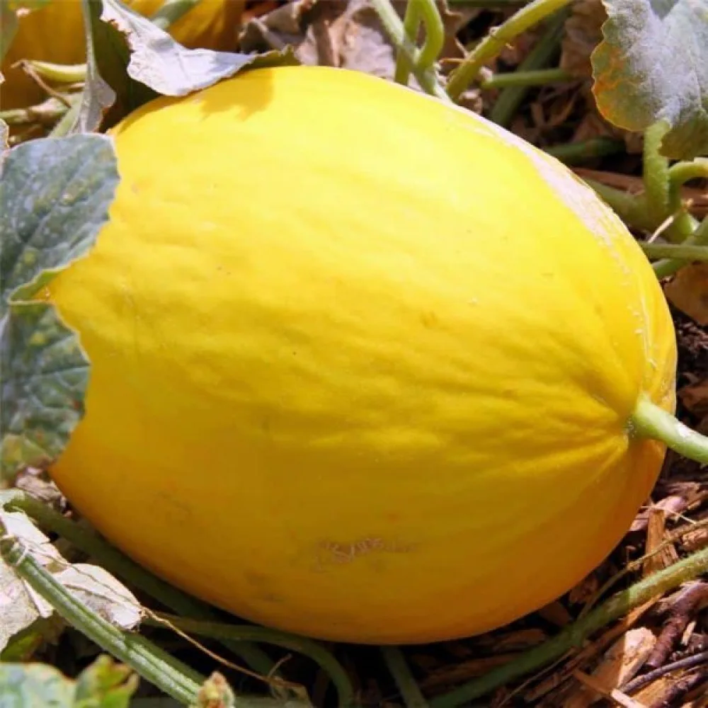 Melon 'Jaune Canari 2'