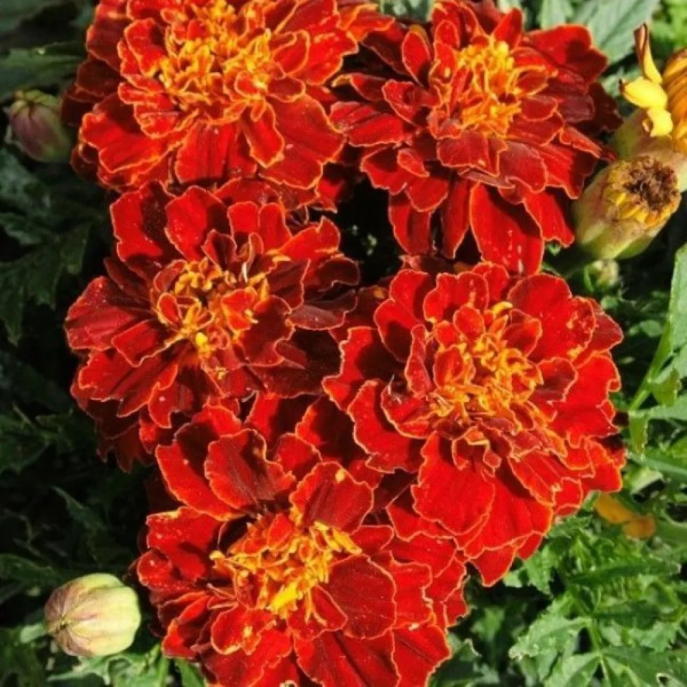 Fransk tagetes 'Red Cherry'