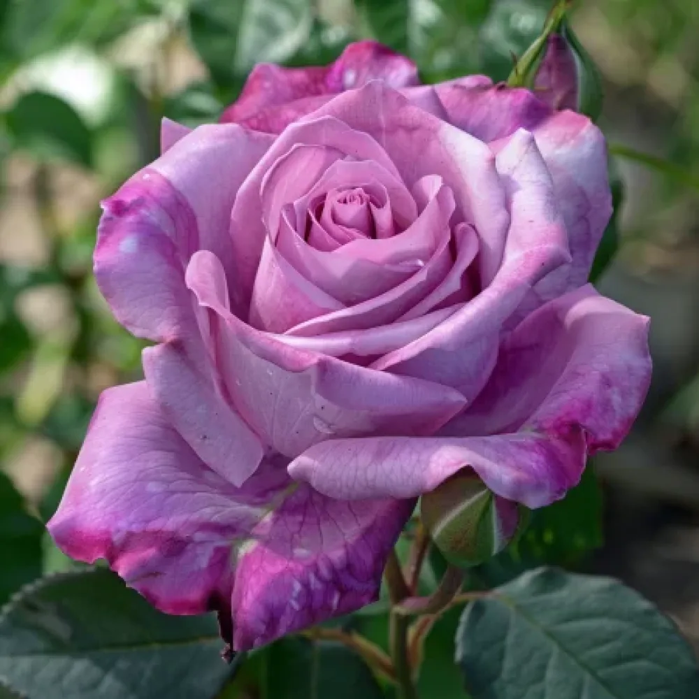 Ros 'Tropical Harmony' – barrotad