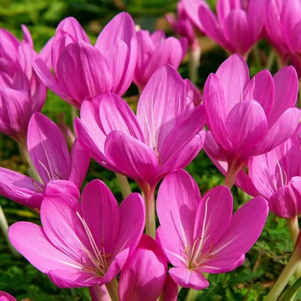 Tidlösa 'Lilac Bedder'
