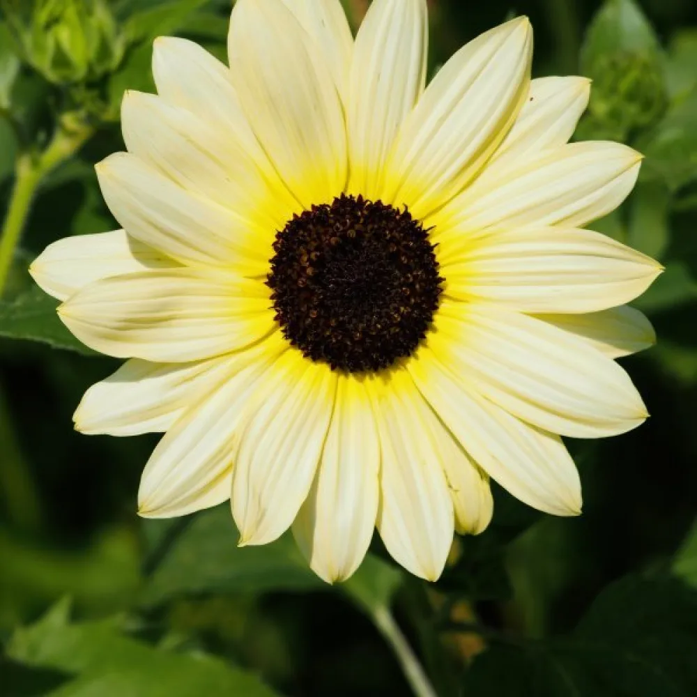 Solros 'Vanilla Ice'