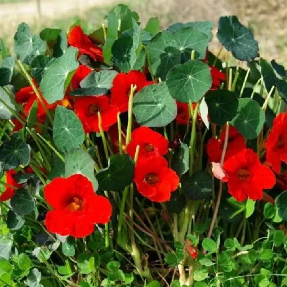 Krasse 'Empress of India'