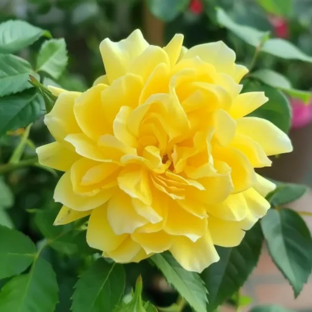 Ros 'Yellow Fantasy' – barrotad