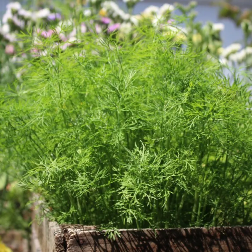 Dill 'Compact'
