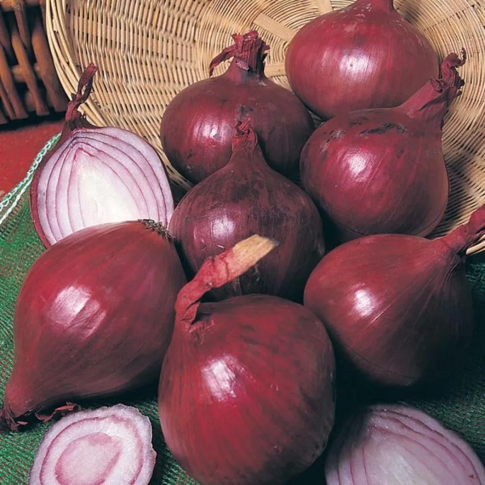 Matlök 'Red Baron'
