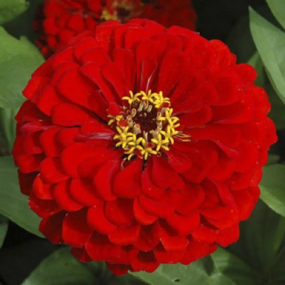 Zinnia 'Scarlet Flame'