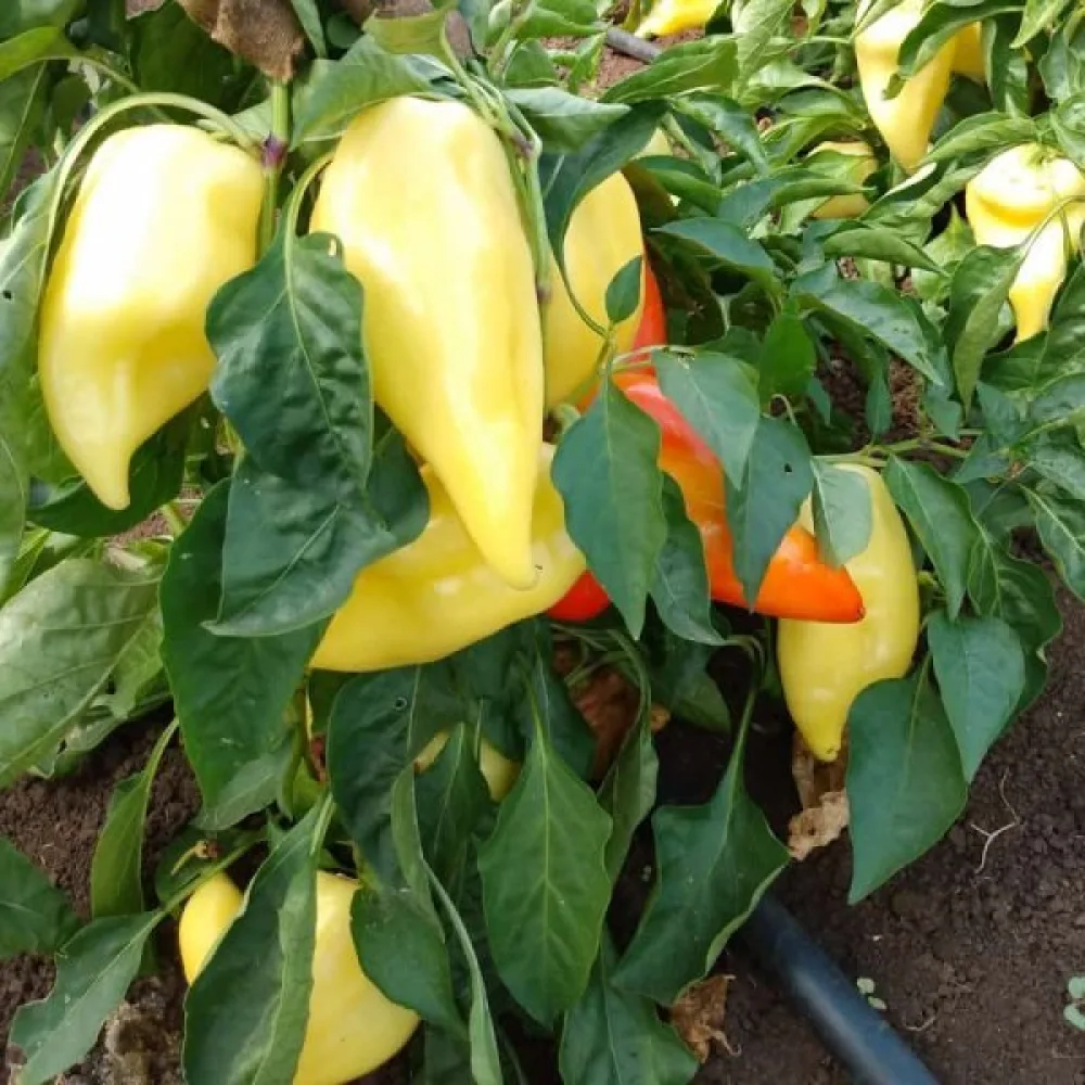 Paprika 'Feher'