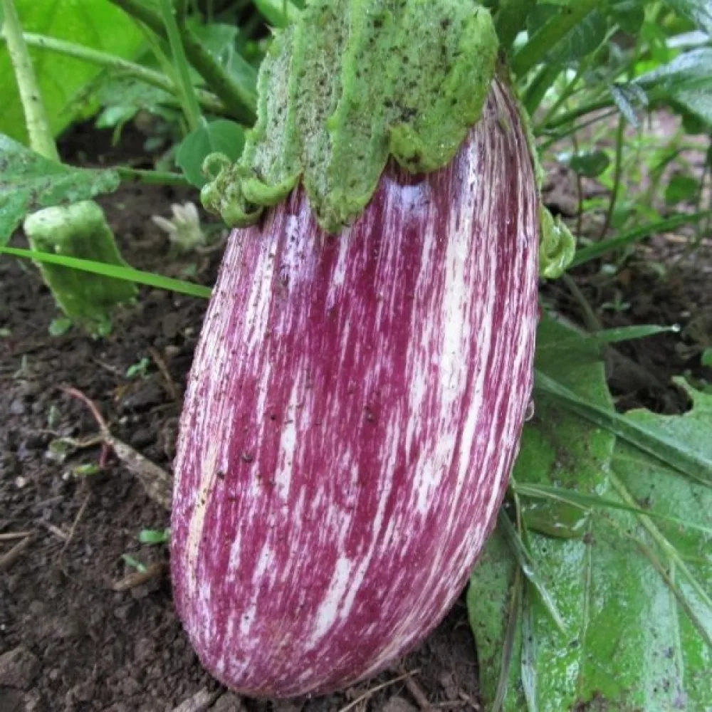 Aubergine 'Listada de Gandia'