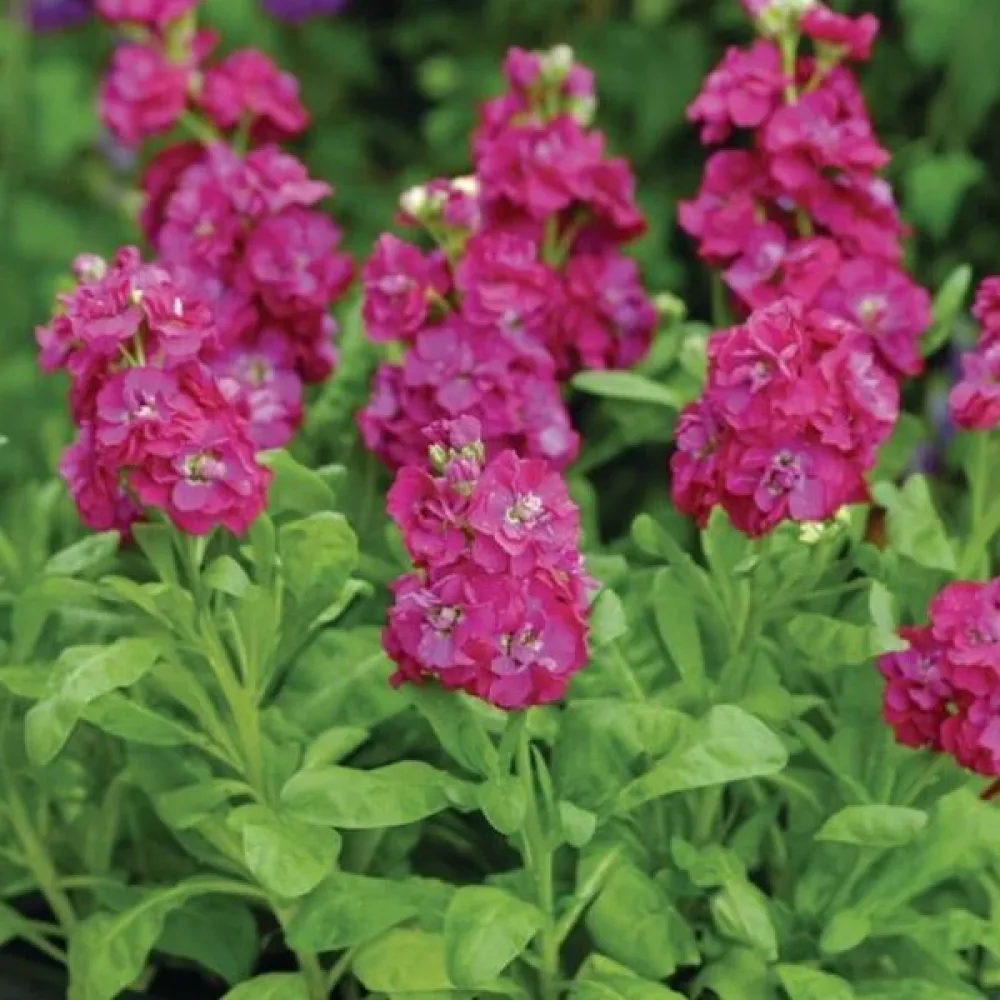 Lövkoja Matthiola incana, rosa