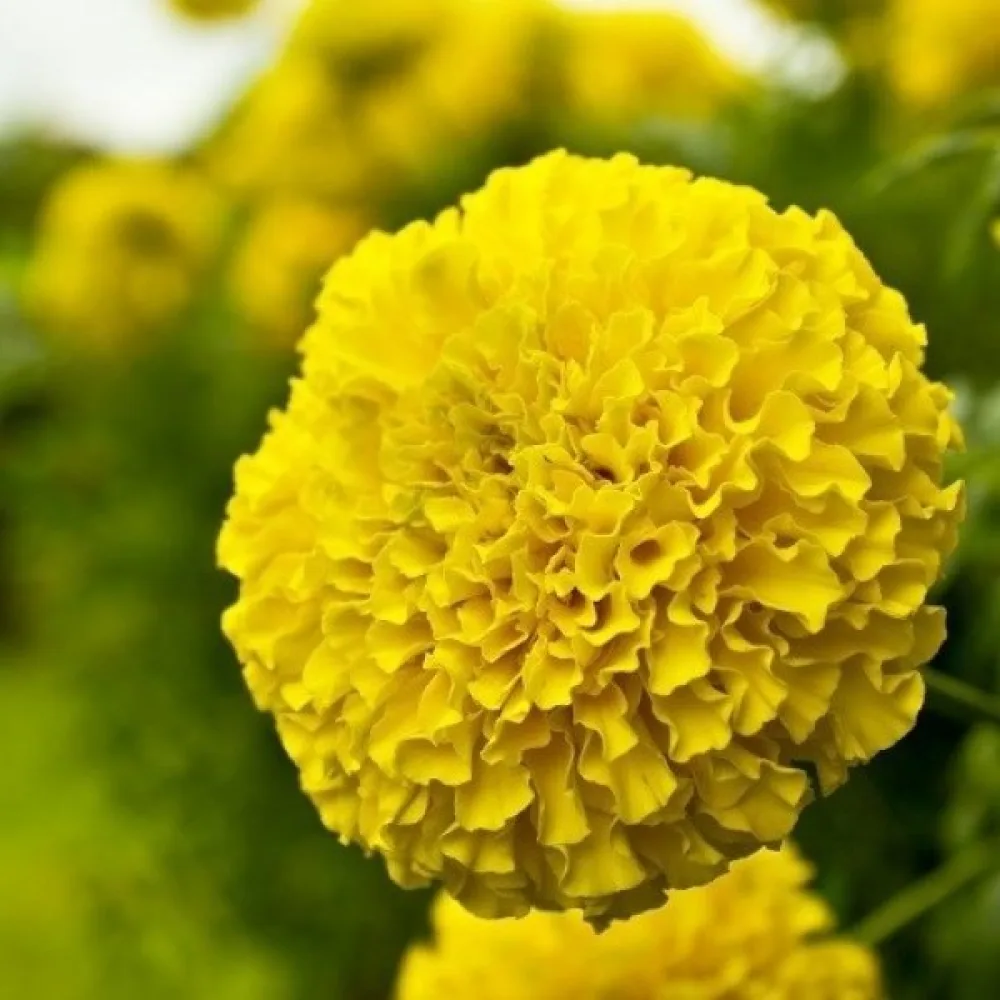 Afrikansk tagetes 'Calando Golden'