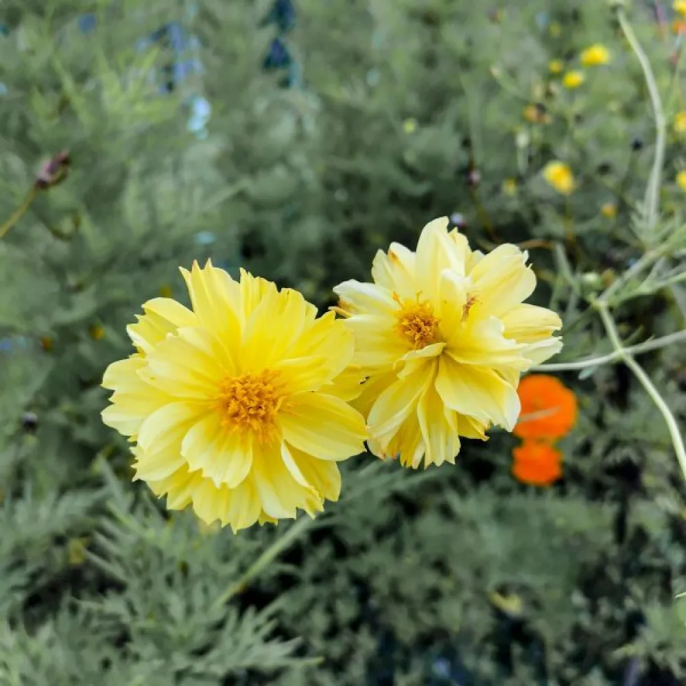 Rosenskära gul