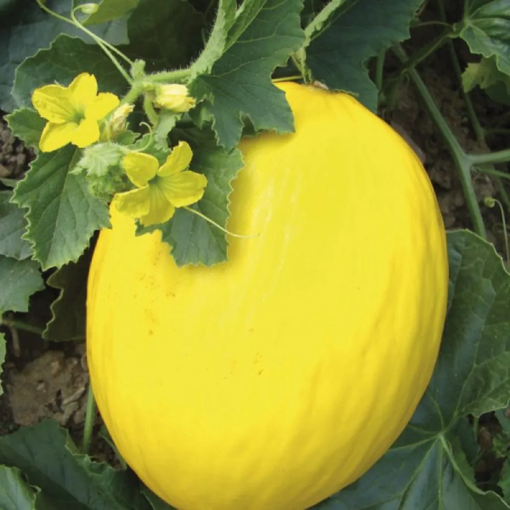 Melon 'Jaune Canari 2'