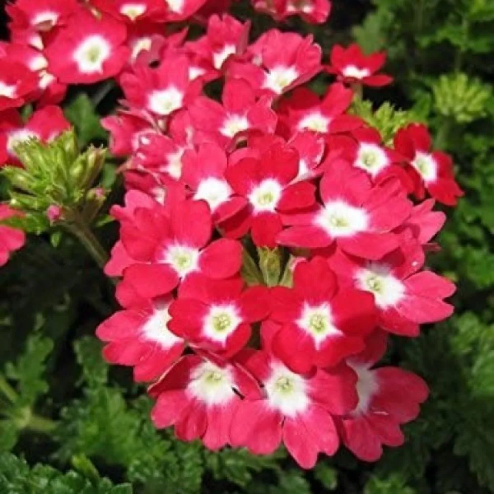 Verbena 'Sparkle', röd med vitt öga