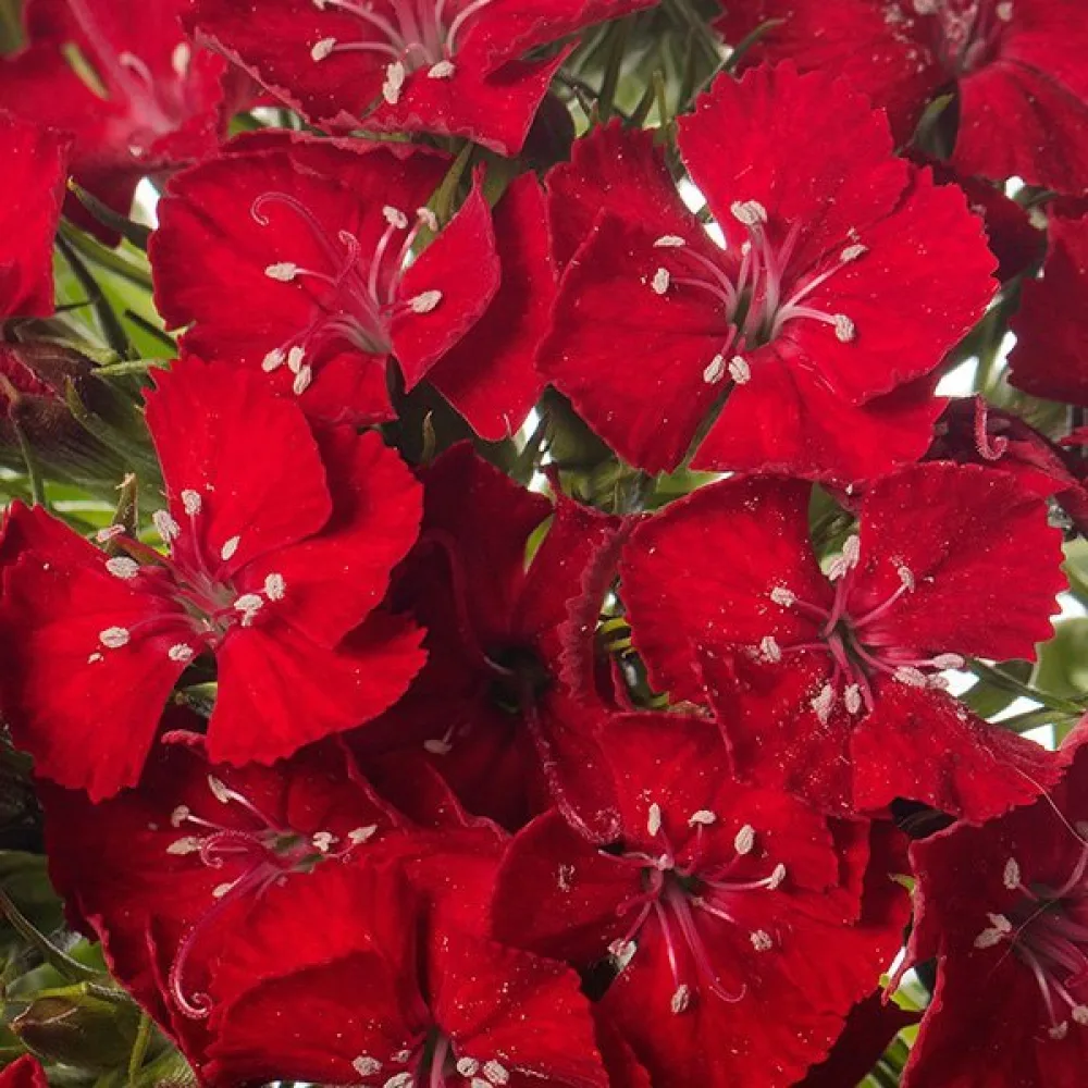 Borstnejlika 'Scarlet Beauty'