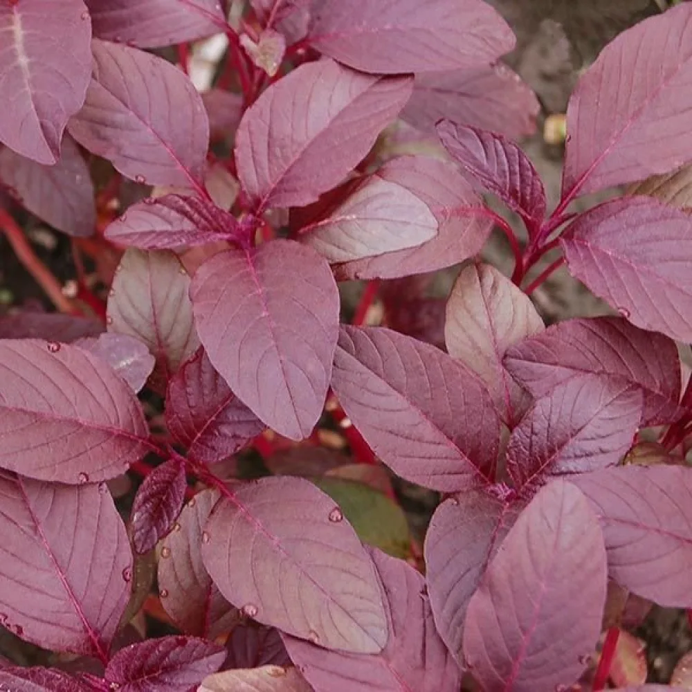 Amarant 'Red Garnet'