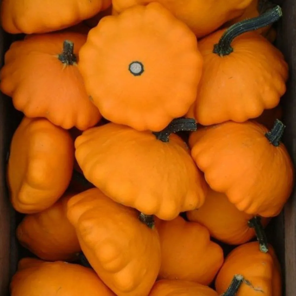 Patisson 'Orange'