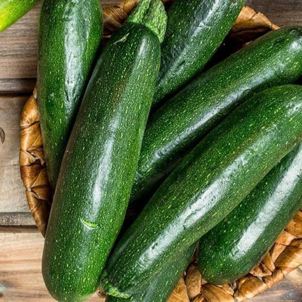 Zucchini 'Astra Polka'
