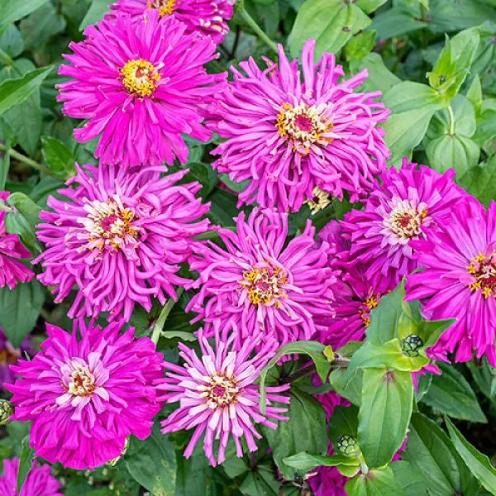 Zinnia 'Lilac Empress'