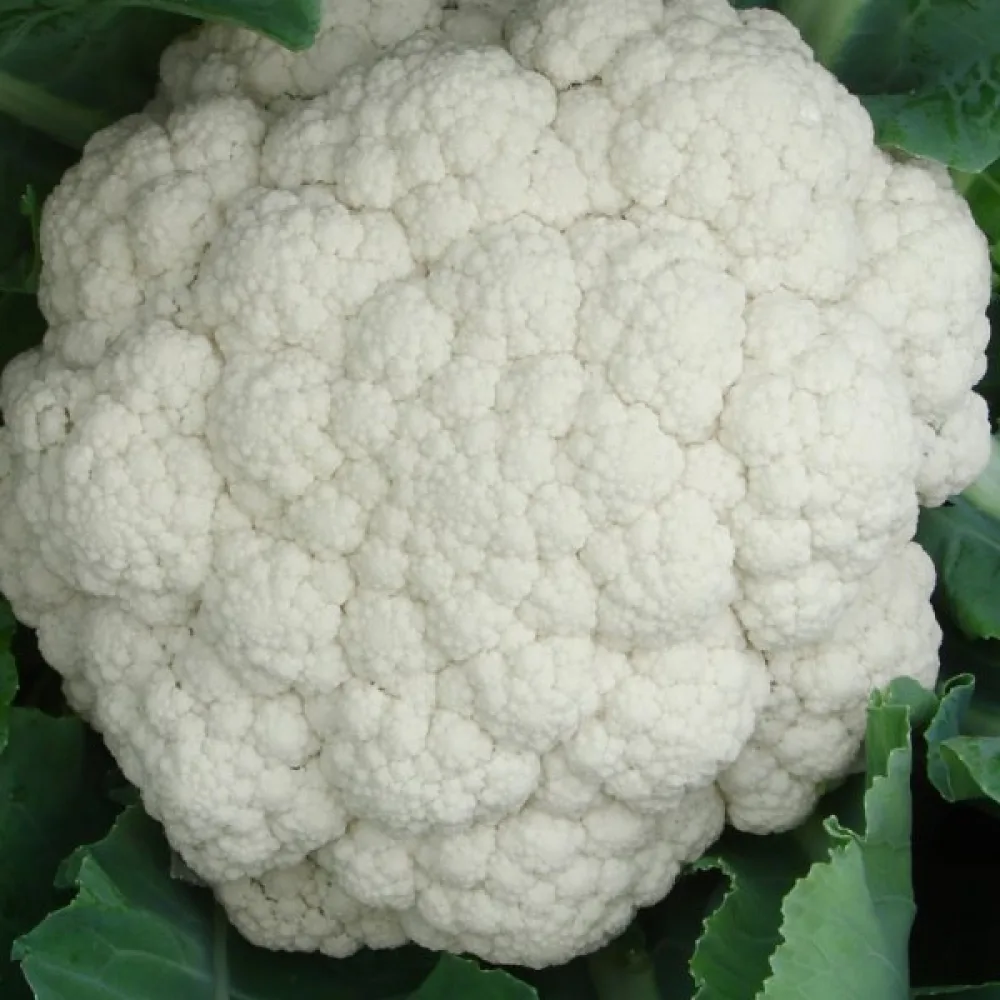 Blomkål 'Early Snowball X'