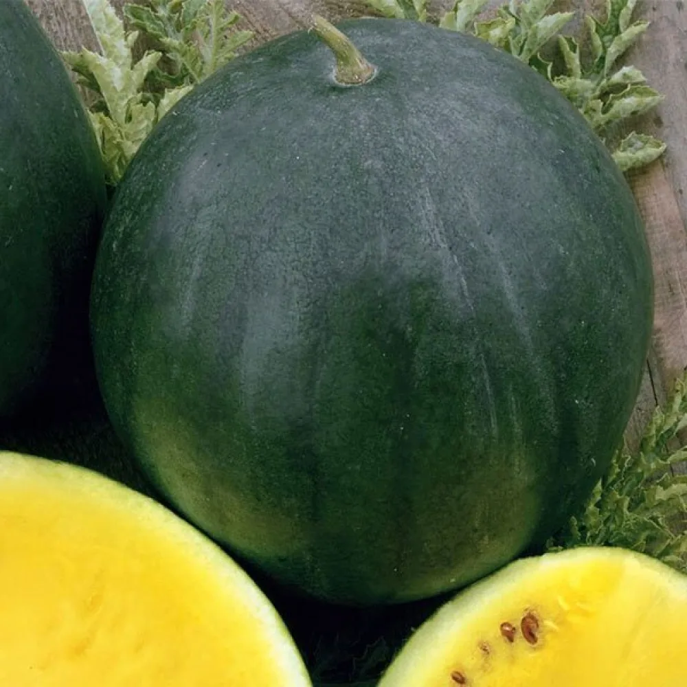 Vattenmelon 'Janosik' 3–4 kg