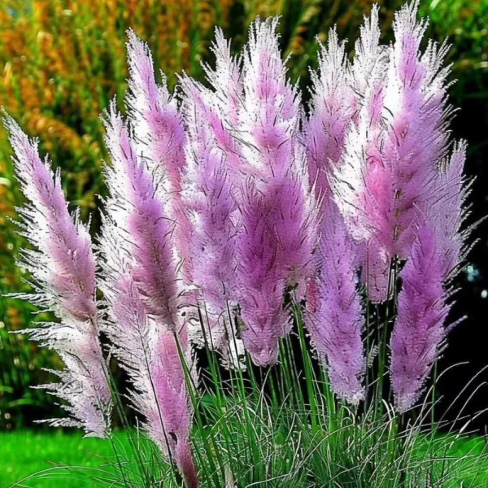 Pampasgräs 'Pampas Plume' rosa