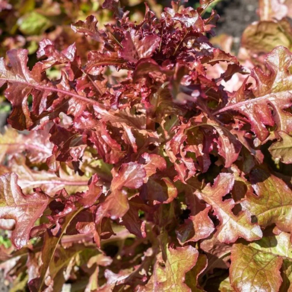 Sallad 'Red Salad Bowl'