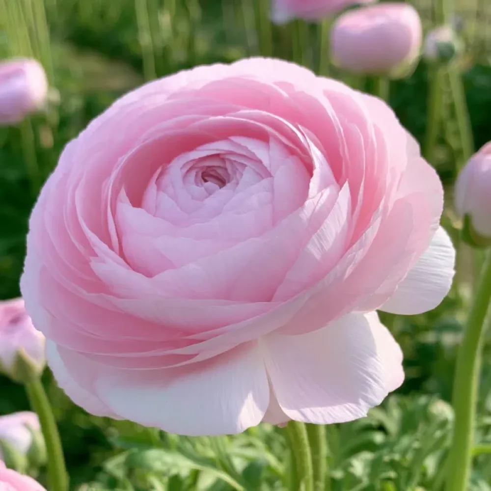Ranunkel 'Elegance Rosa Chiaro'