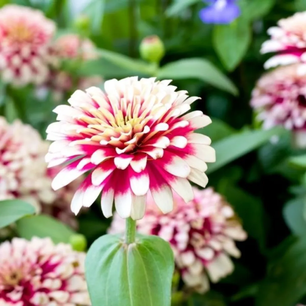 Zinnia 'Caroussel' (blandning)