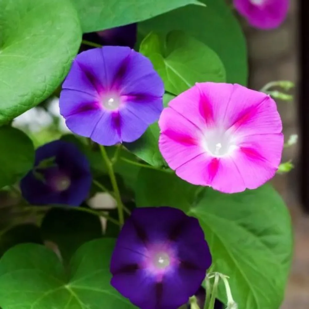 Purpurvinda 'Celestial' – mix