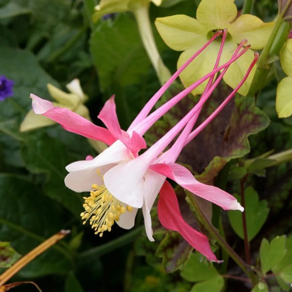 Akleja 'Rose Queen'