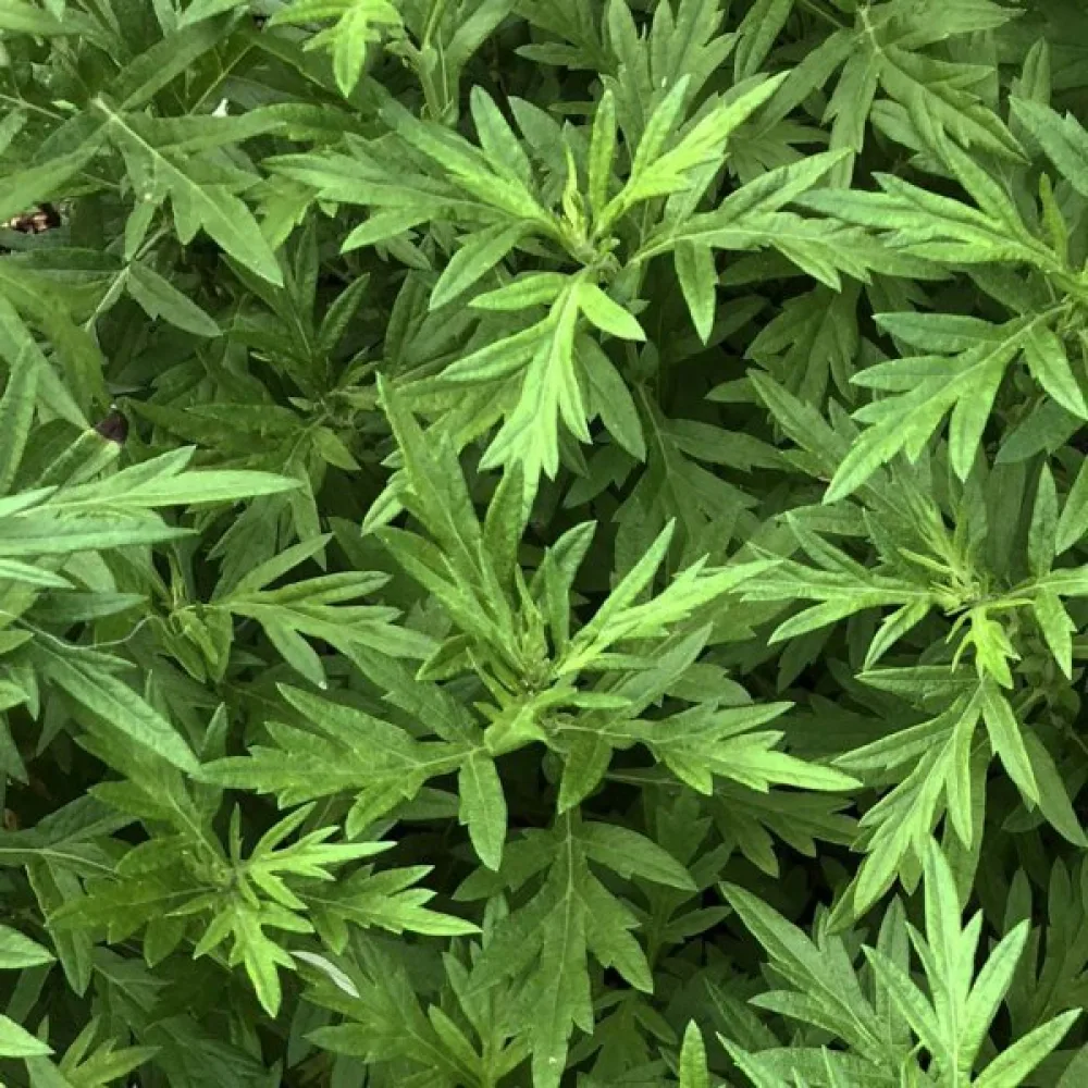 Gråbo Artemisia vulgaris