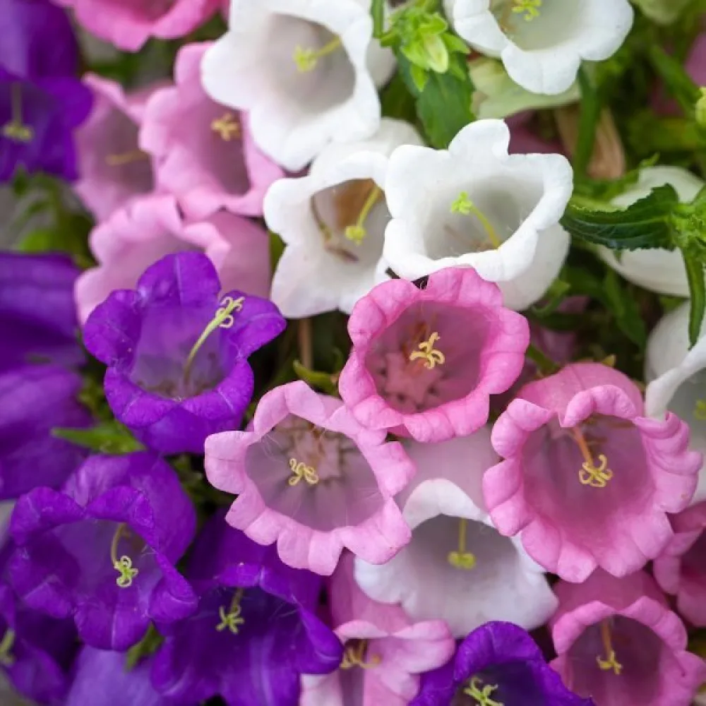 Mariaklocka Campanula medium – mix