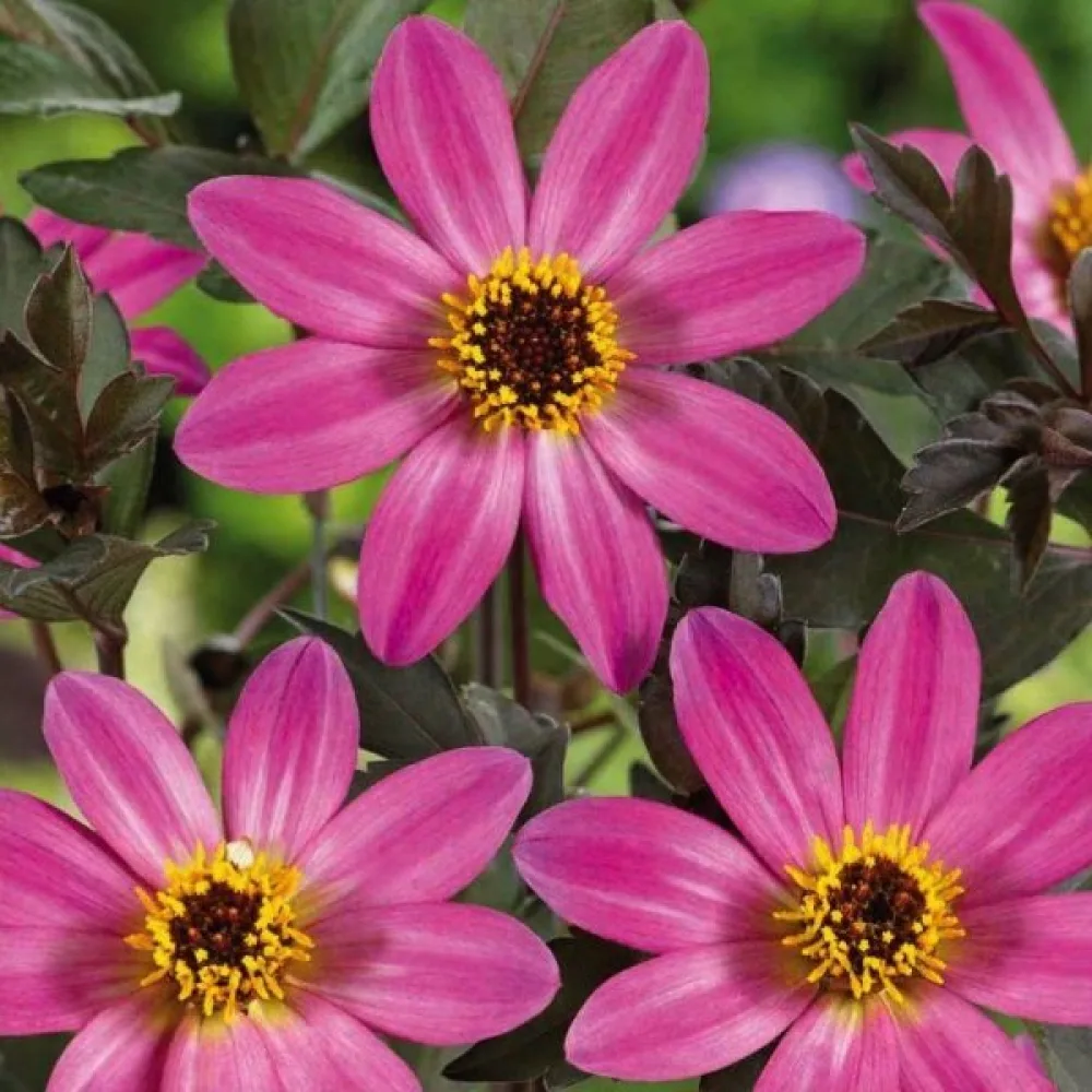 Lågväxande dahlia 'Mignon Rose Shades'