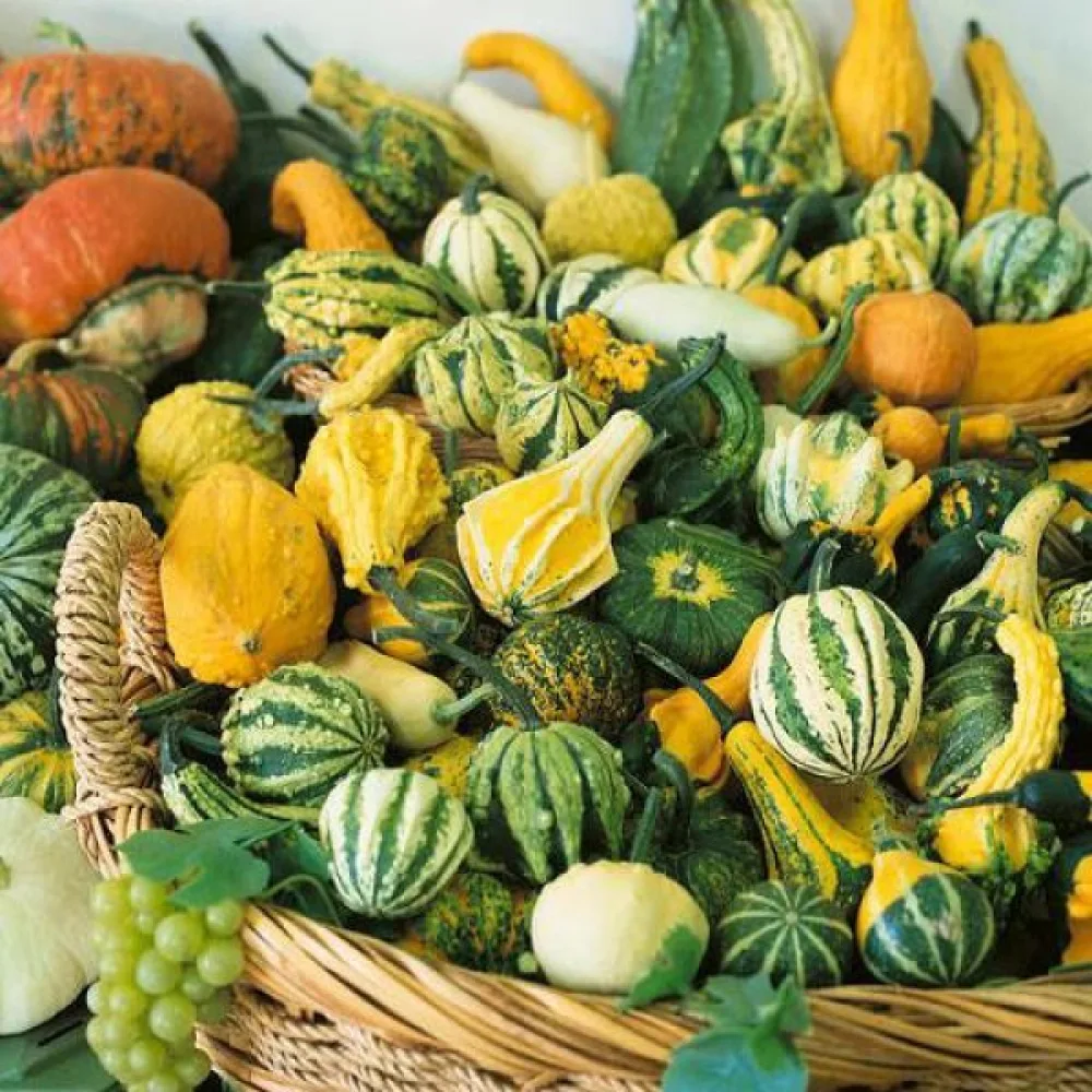 Pumpa, små- och storfruktiga – blandning