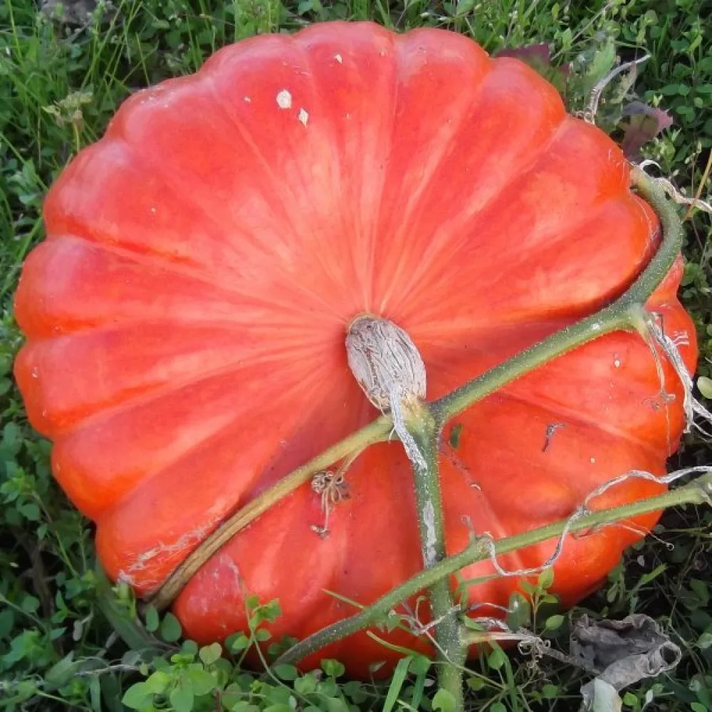 Pumpa 'Rouge Vif d'Étampes'