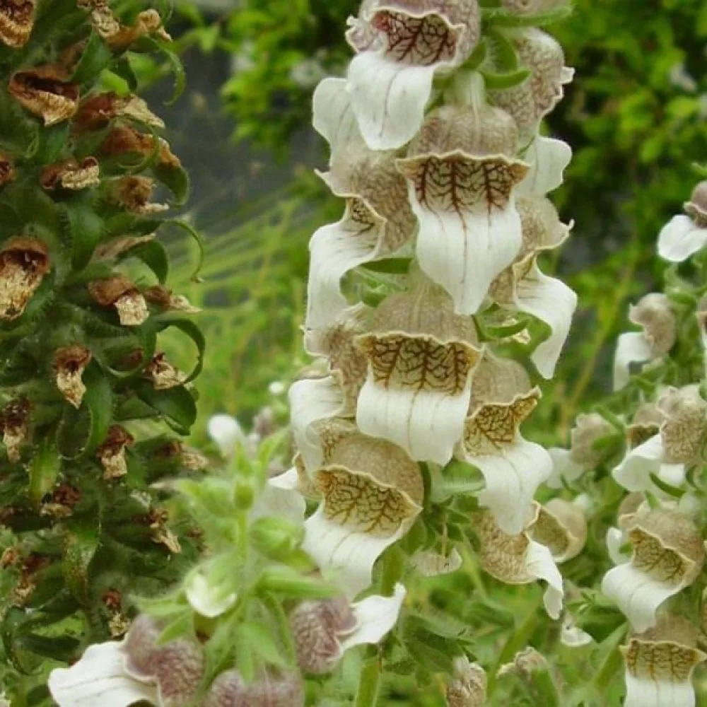 Grekisk fingerborgsblomma