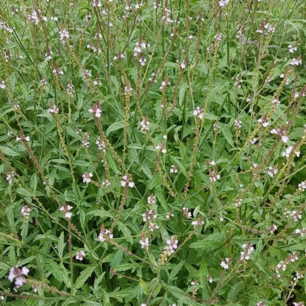Järnört Verbena officinalis