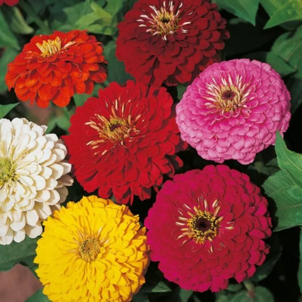 Zinnia 'Kobold' (blandning)