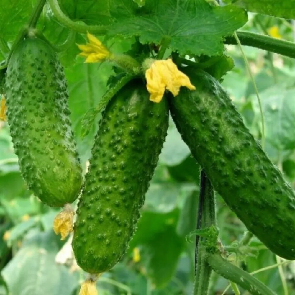 Druvgurka 'Izyd' F1