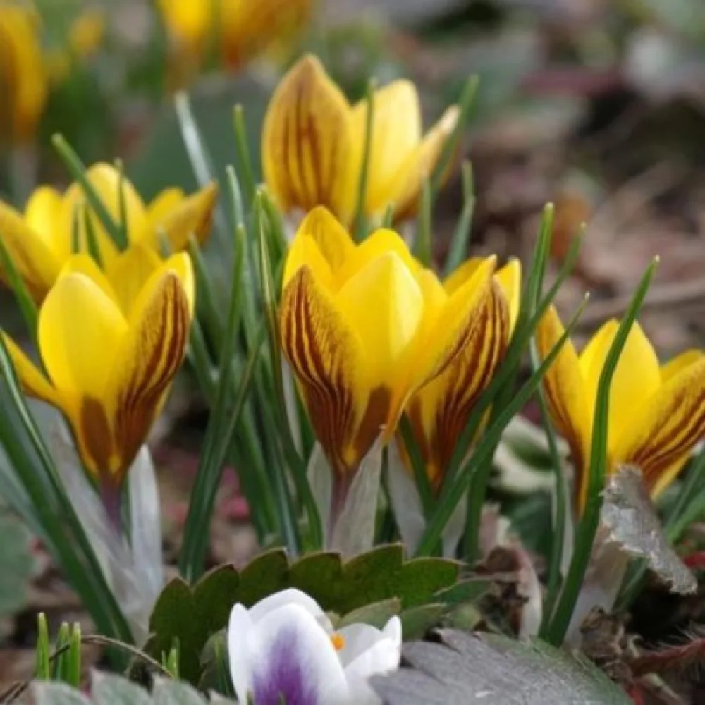 Krokus chrysanthus 'Fuscotinctus'
