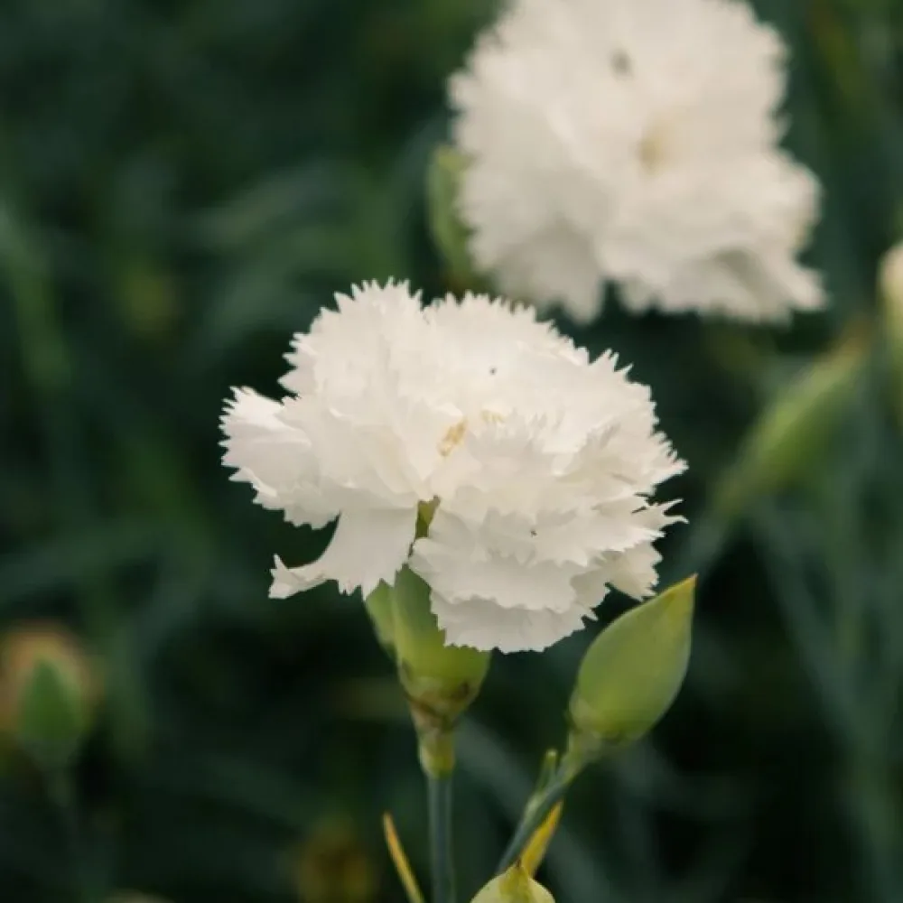 Nejlika Chabaud 'Jeanne Dionis'