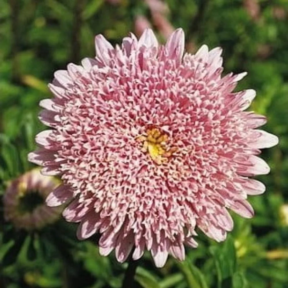 Sommaraster 'Princess' – laxrosa