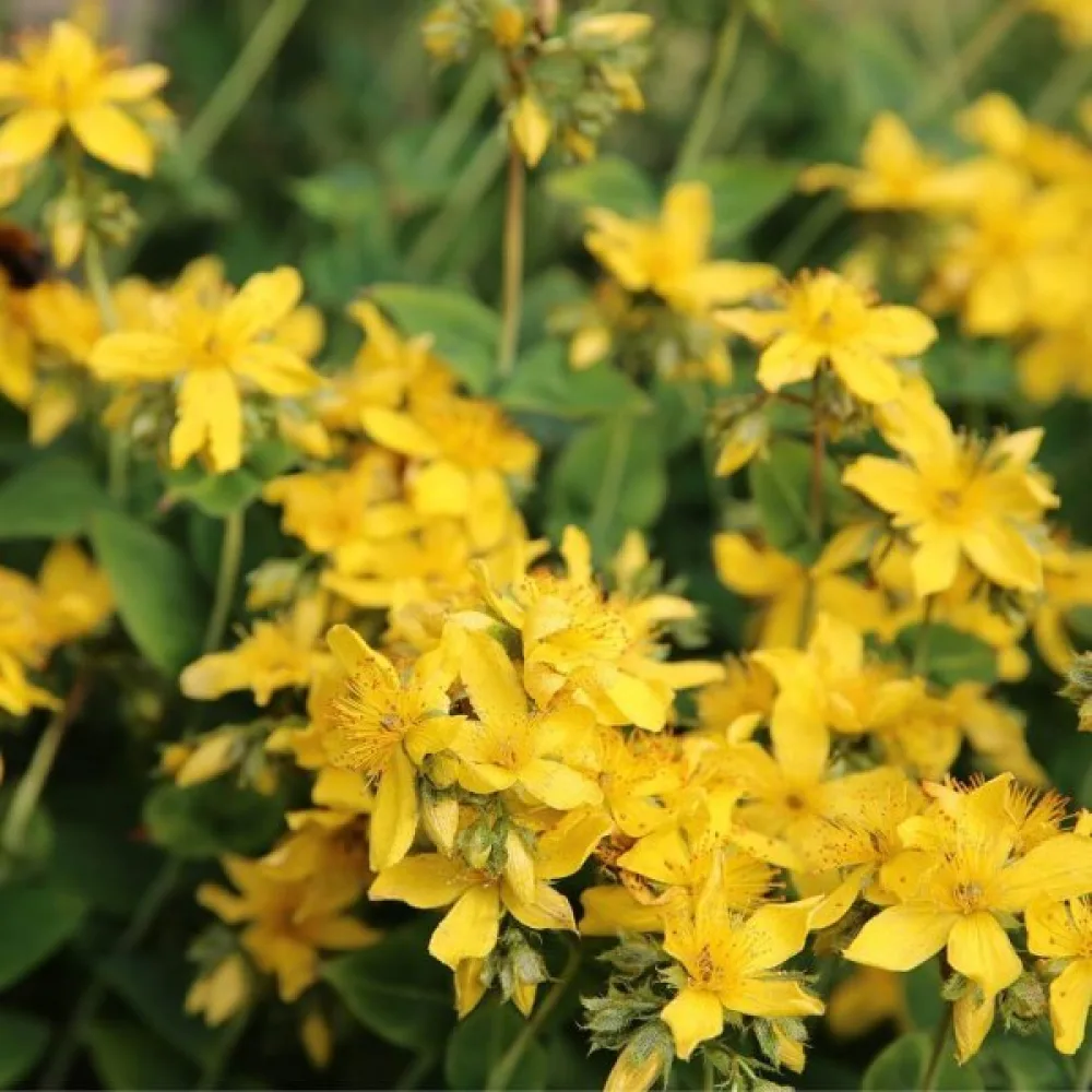 Småborre Agrimonia eupatoria