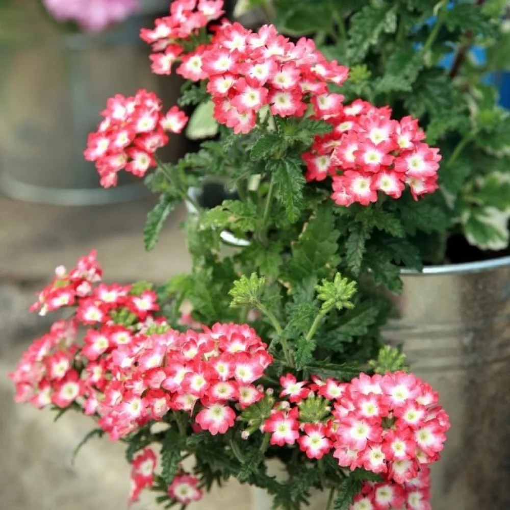 Hängverbena (blandning)