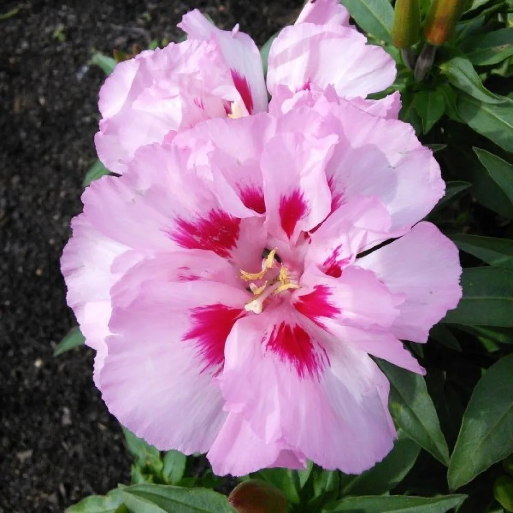 Atlasblomma 'Maiden Blush', ljusrosa