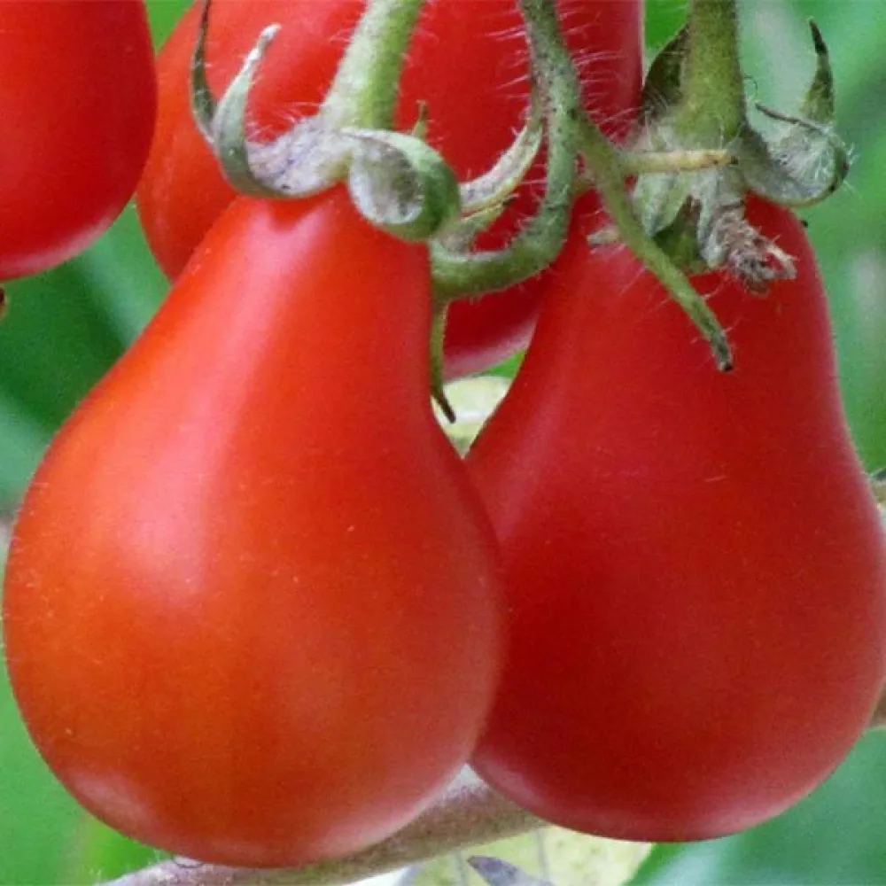 Tomat 'Red Pear'