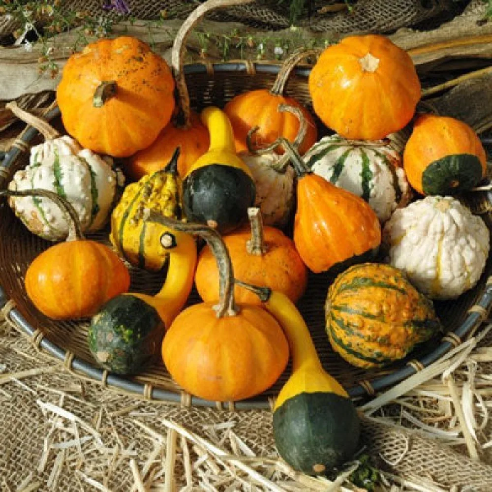 Pumpa, småfruktiga – blandning