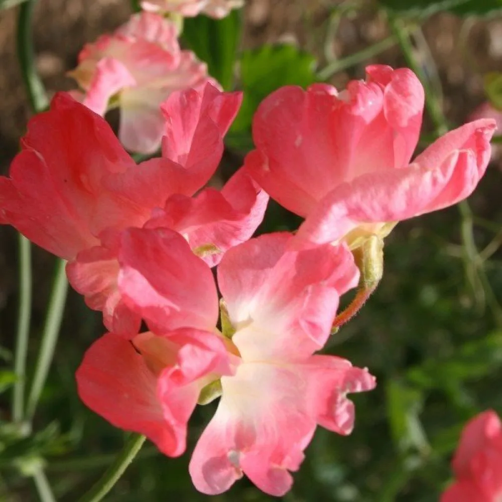 Luktärt 'Princess Elisabeth'