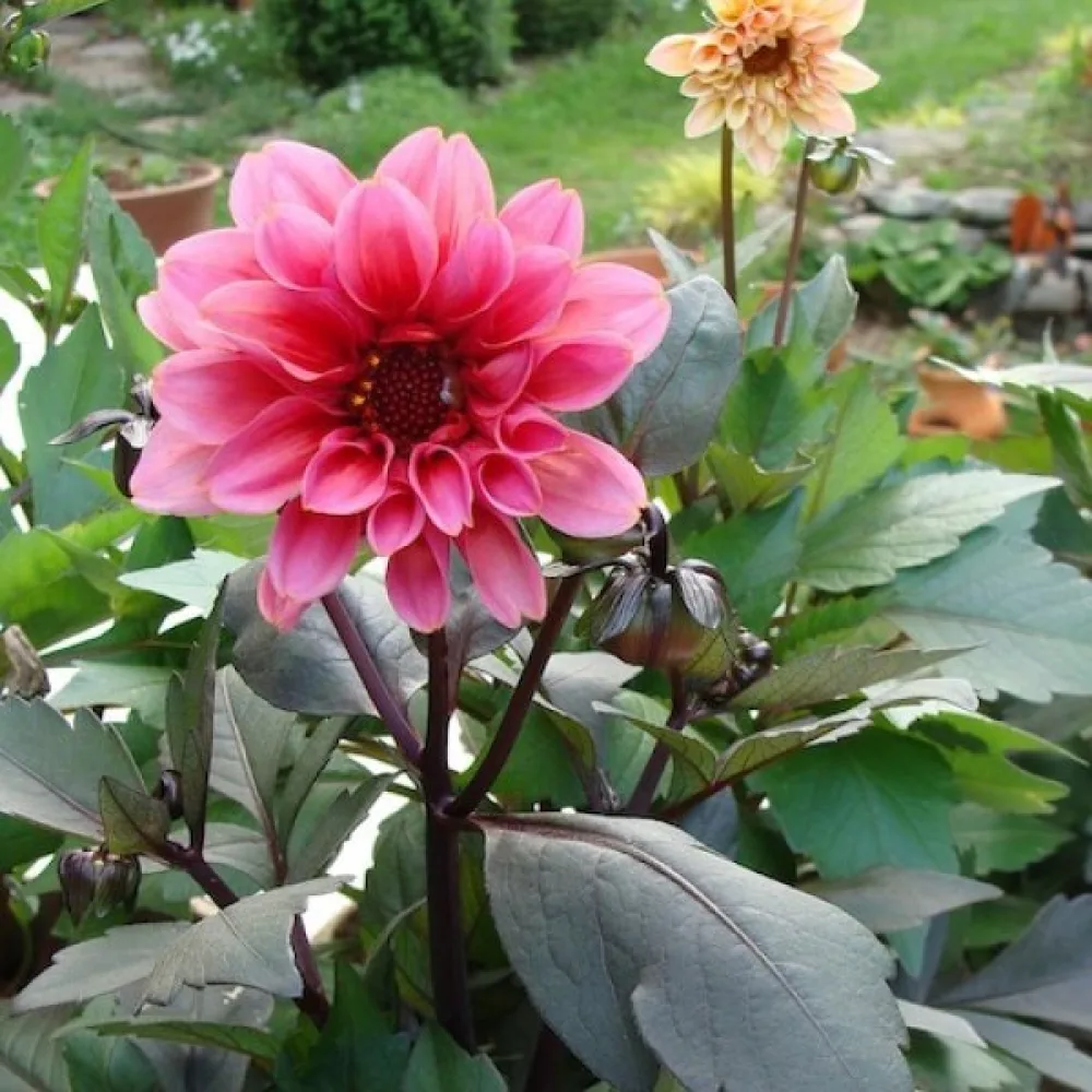 Lågväxande dahlia 'Bloody Mary' – blandning